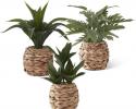 Foliage in woven basket